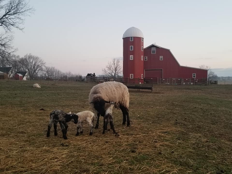 Woolly Weekend at Shepherd's Cross